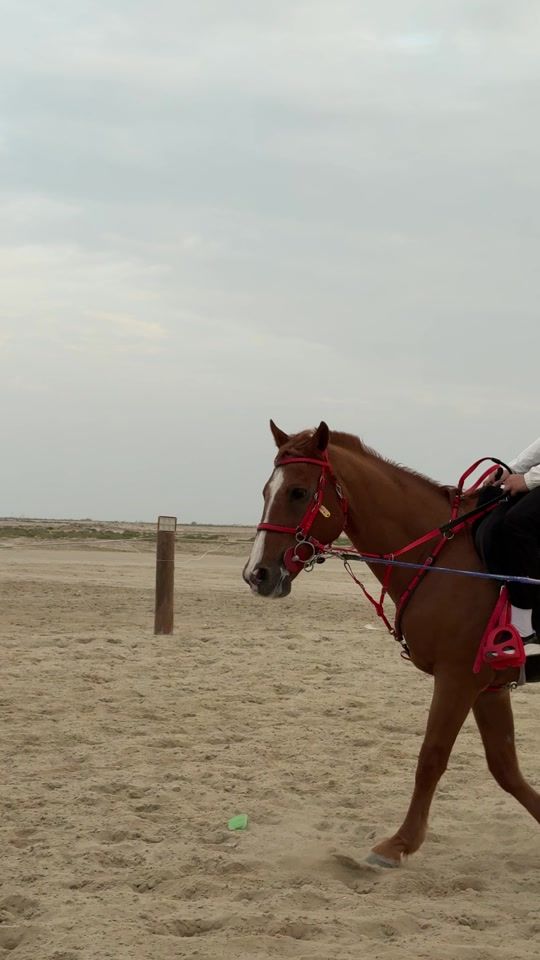 TikTok video thumbnail by pegasus.endurance