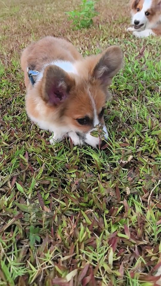 TikTok video thumbnail by bunchhay_ly