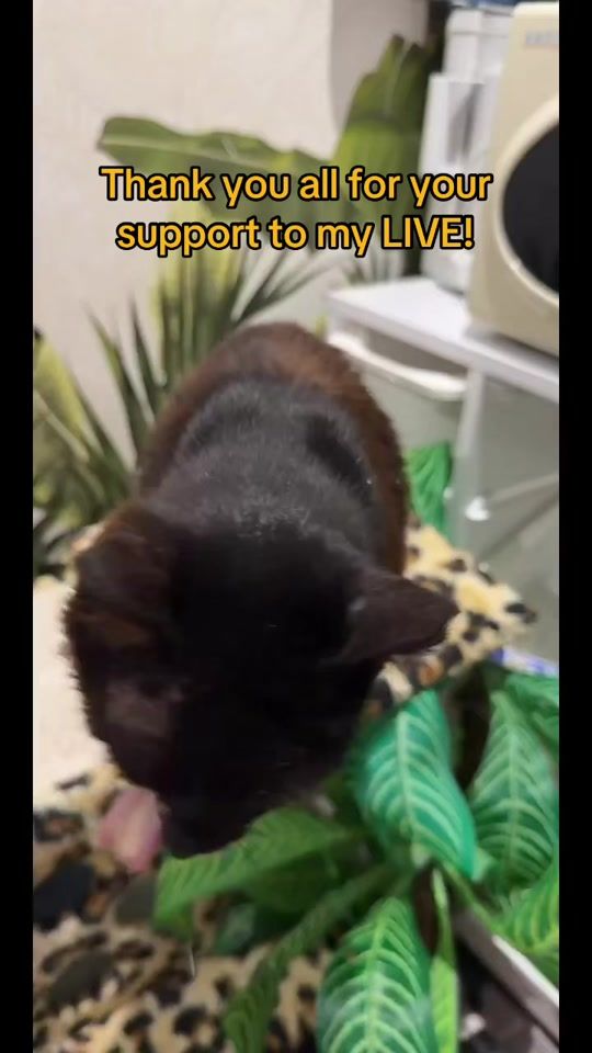 TikTok video thumbnail by iamraventhecat