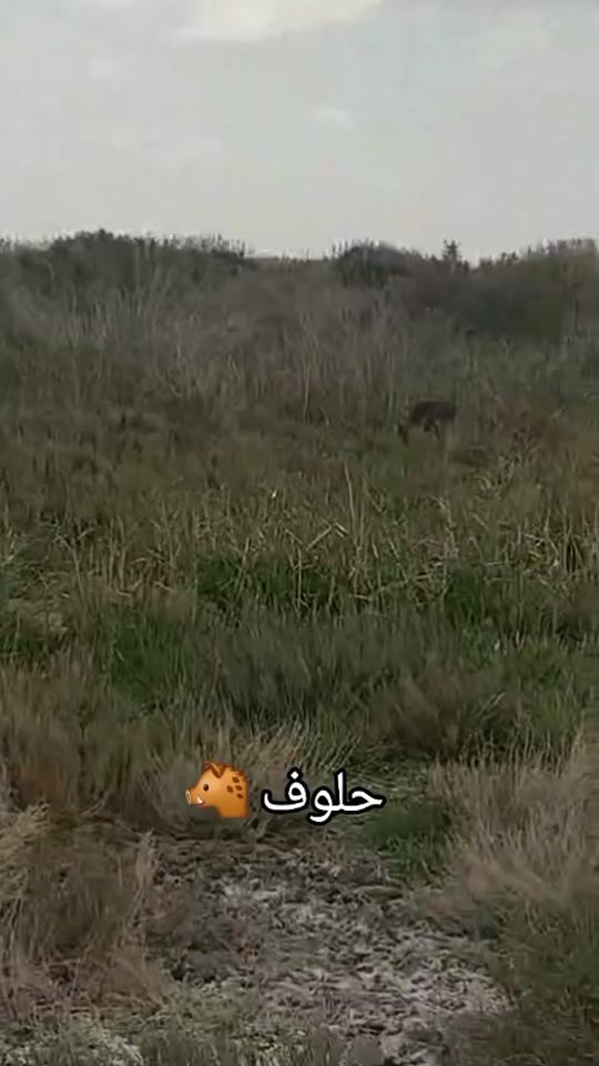TikTok video thumbnail by houssem_dhouibi_