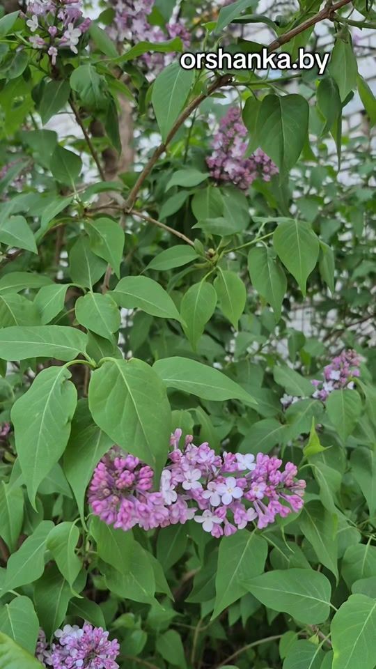 TikTok video thumbnail by orshanka.by