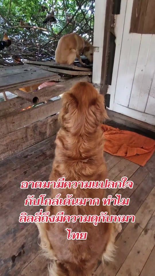 TikTok video thumbnail by sakon9158