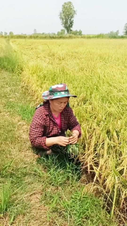 TikTok video thumbnail by radafarm