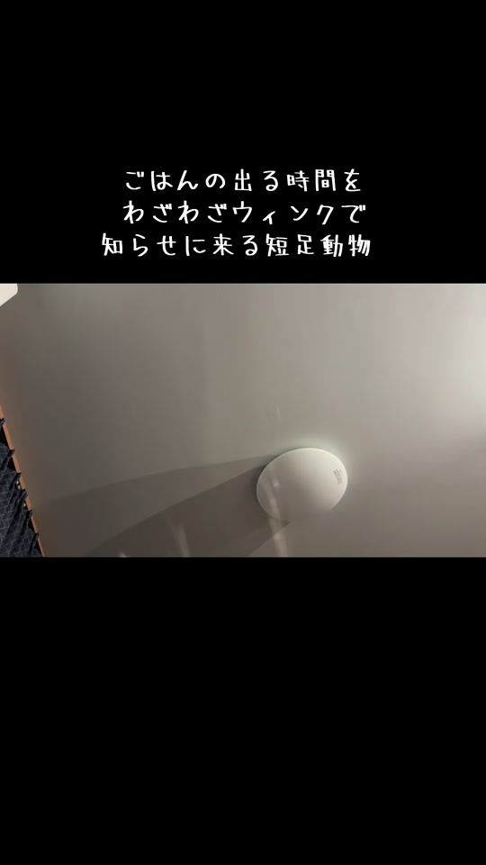 TikTok video thumbnail by jjbwb082