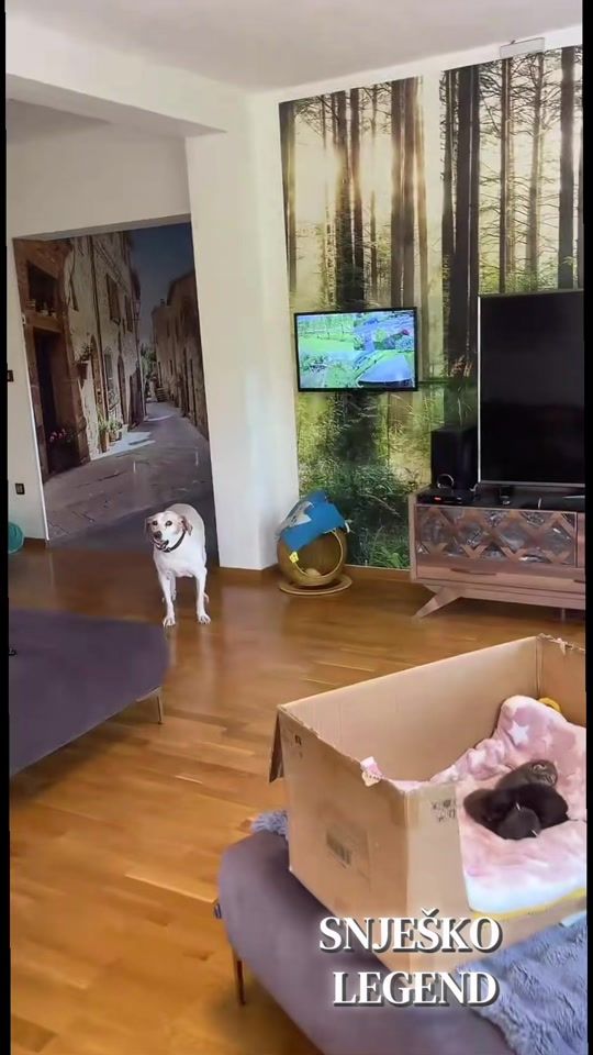 TikTok video thumbnail by nasco_entertainment0
