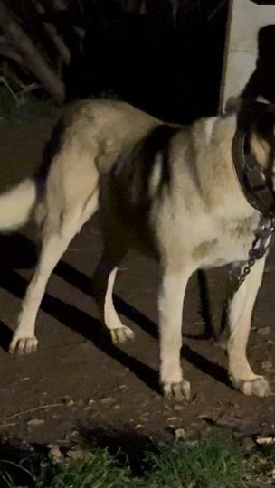 TikTok video thumbnail by dakiprizren