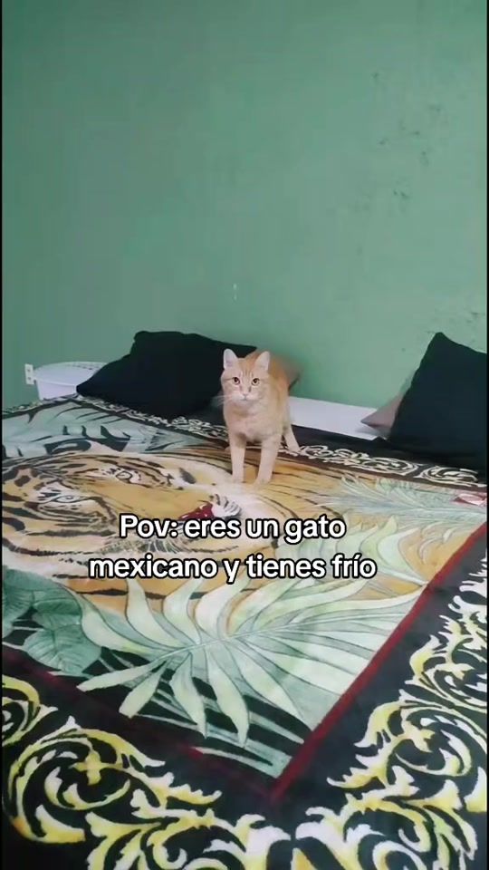 TikTok video thumbnail by canelitobabycat