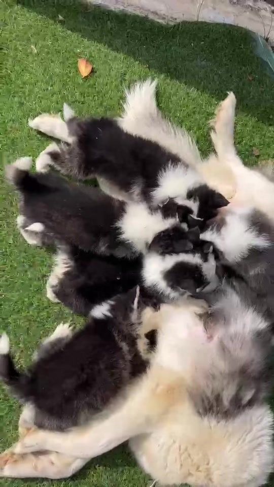 TikTok video thumbnail by athena.husky