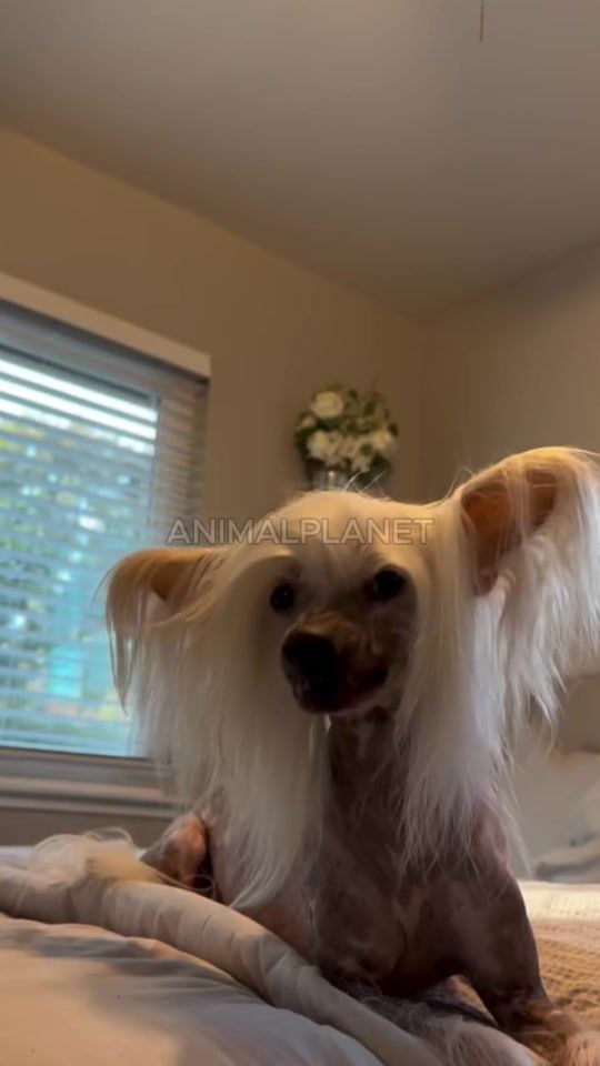 TikTok video thumbnail by animal_plane.t