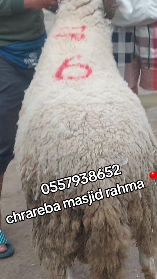 TikTok video thumbnail by imaddin457