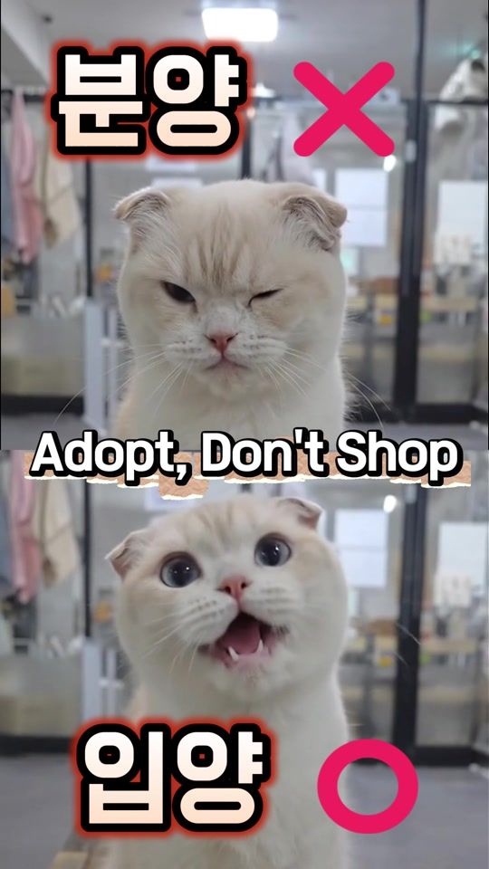 TikTok video thumbnail by cats_dorm