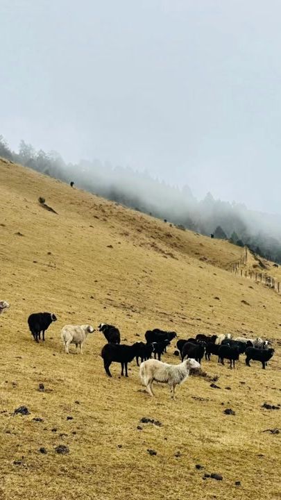 TikTok video thumbnail by royalthimphucollege