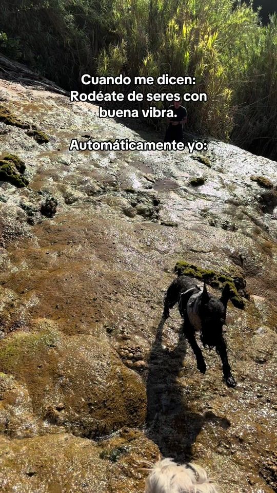 TikTok video thumbnail by irisbernal46