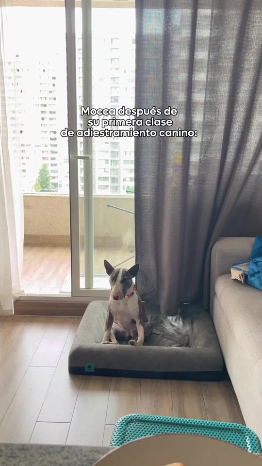 TikTok video thumbnail by mocca.bullterrier