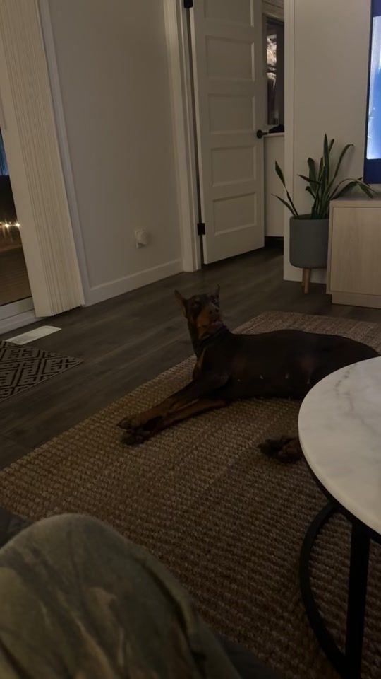 TikTok video thumbnail by bossthedoberman