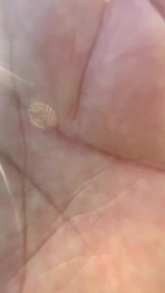 TikTok video thumbnail by a_frame_russian7
