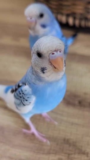 TikTok video thumbnail by marun374253