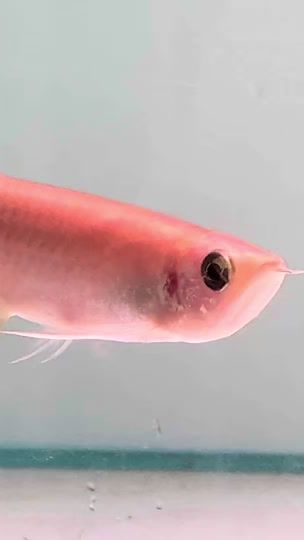 TikTok video thumbnail by dynasty_aquarium