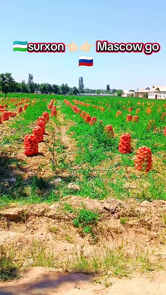 TikTok video thumbnail by maxsus_bulinma