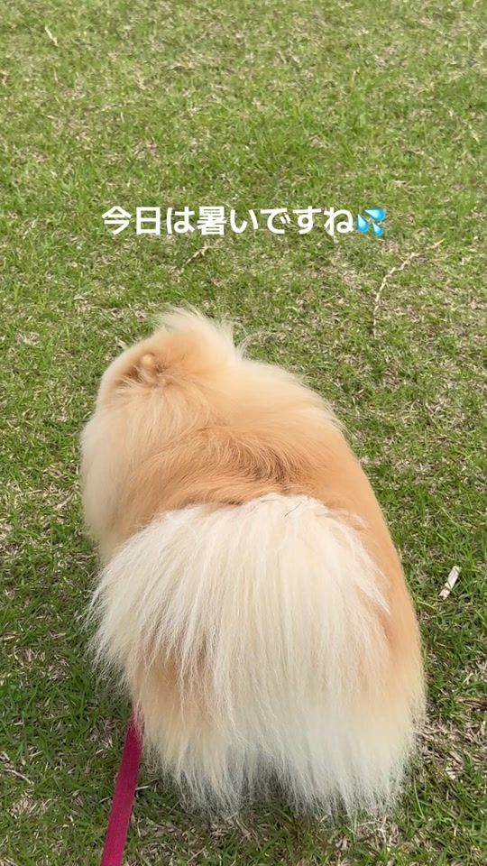 TikTok video thumbnail by 115tonton