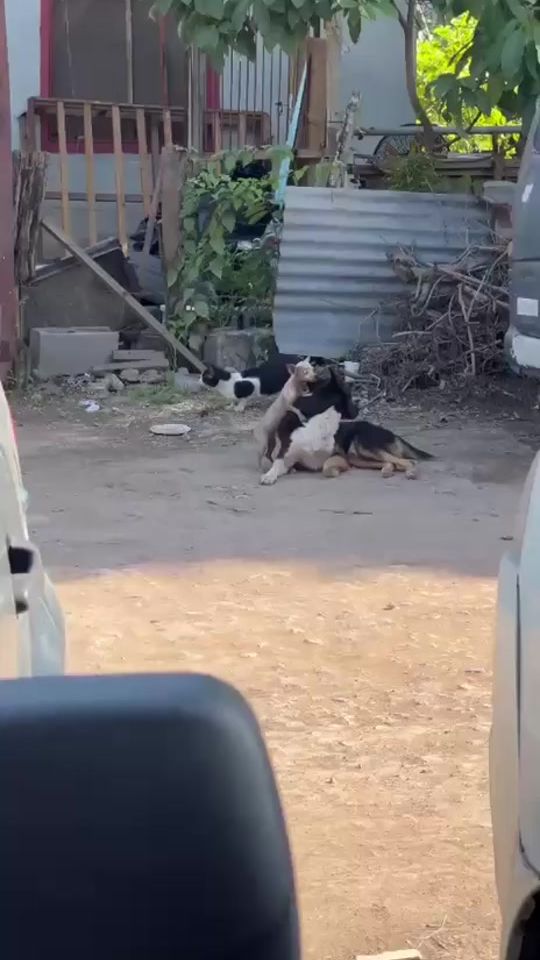 TikTok video thumbnail by speedmotorclea95