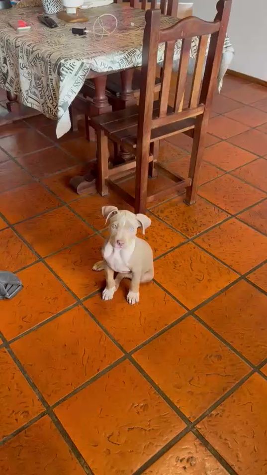TikTok video thumbnail by lineelitekennel