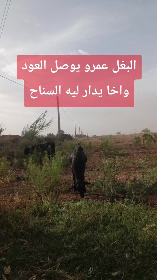 TikTok video thumbnail by userjca5mrn0000