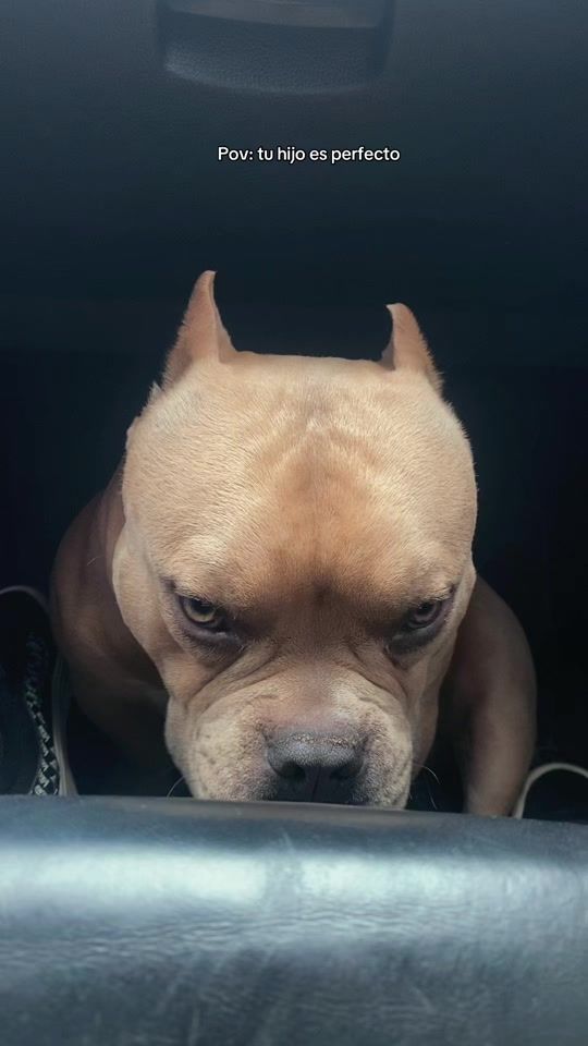 TikTok video thumbnail by daramorenac