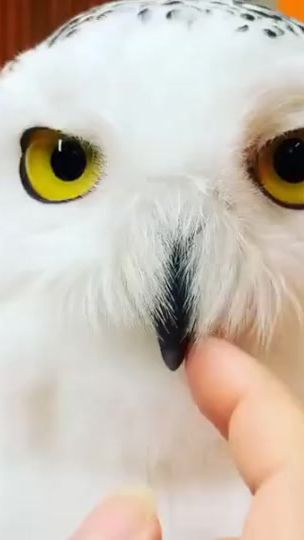 TikTok video thumbnail by o.w.l.w.o