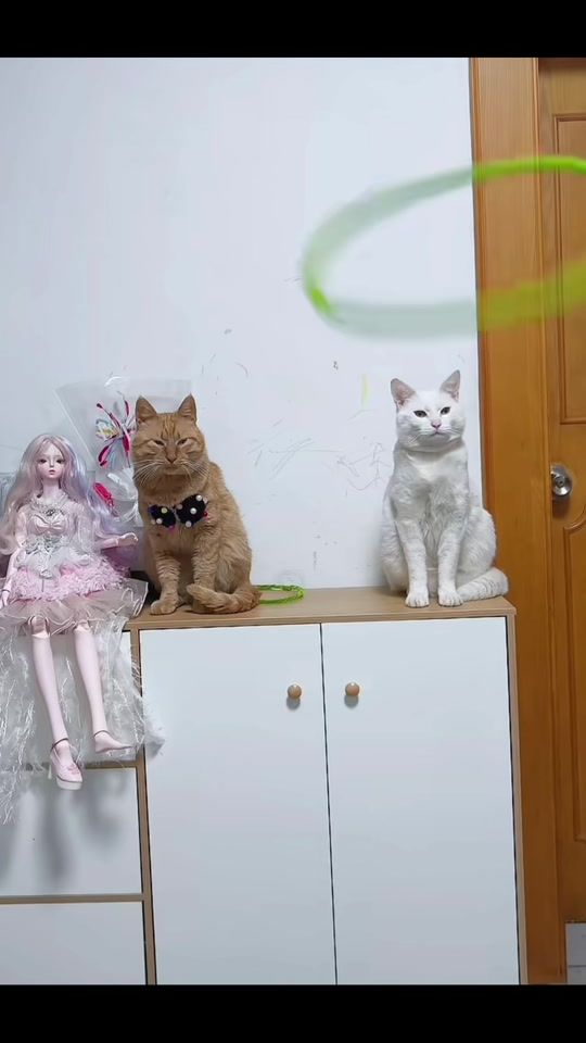 TikTok video thumbnail by funnypet_star