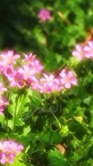 TikTok video thumbnail by lfl99l