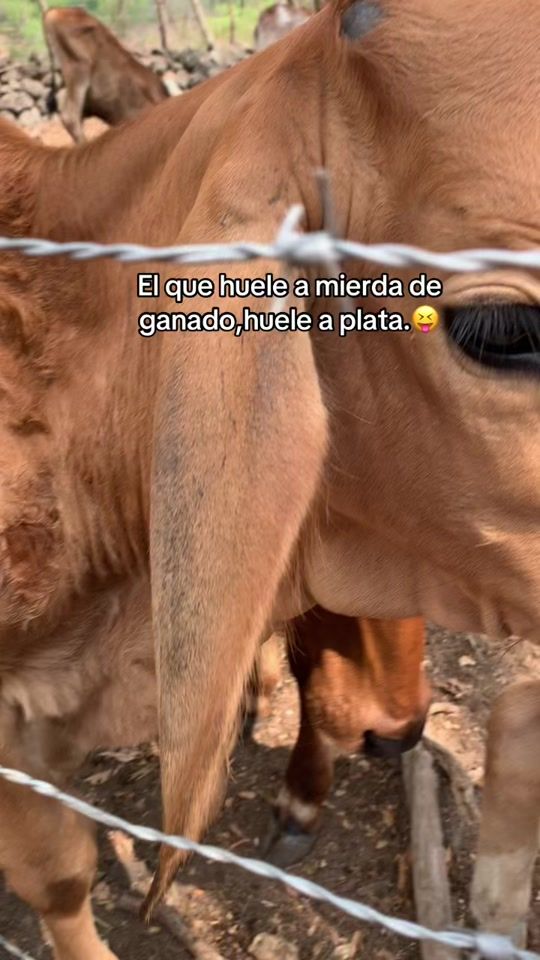 TikTok video thumbnail by ruiz.3451