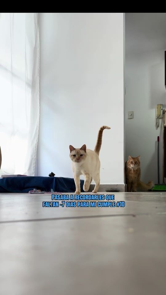 TikTok video thumbnail by gatomalteco
