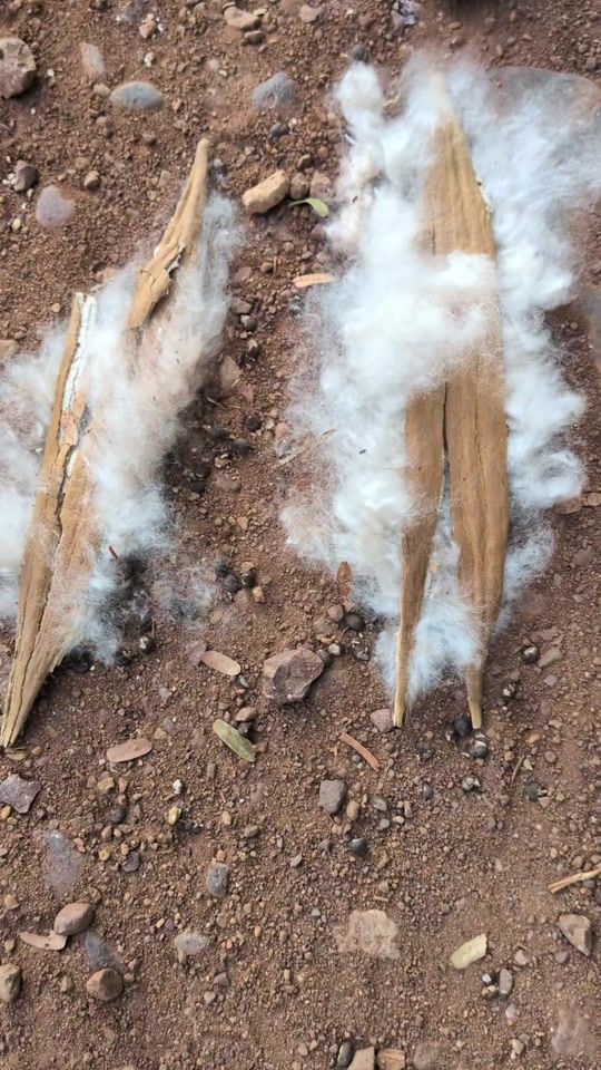 TikTok video thumbnail by bongbarangtom