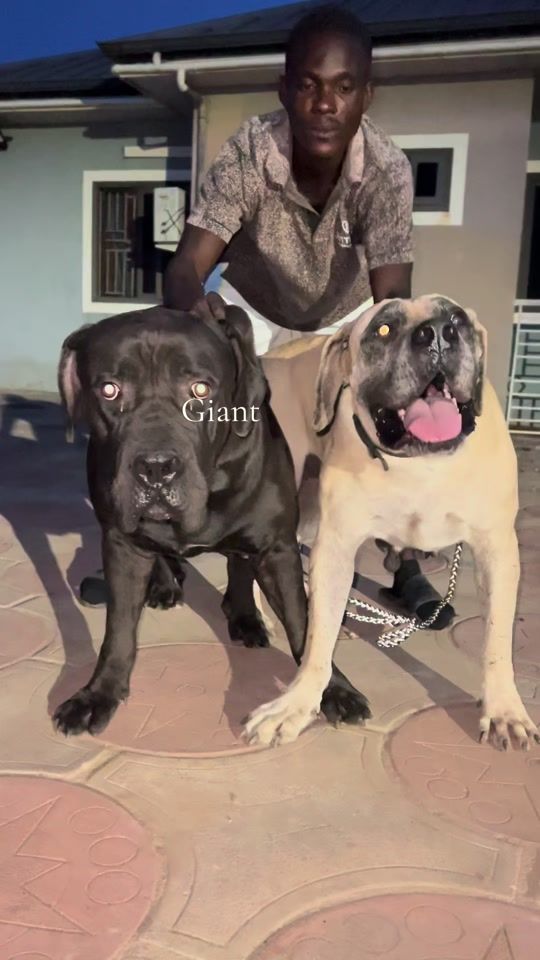 TikTok video thumbnail by kj_kennel2