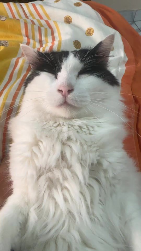 TikTok video thumbnail by pepe_el_gordillo