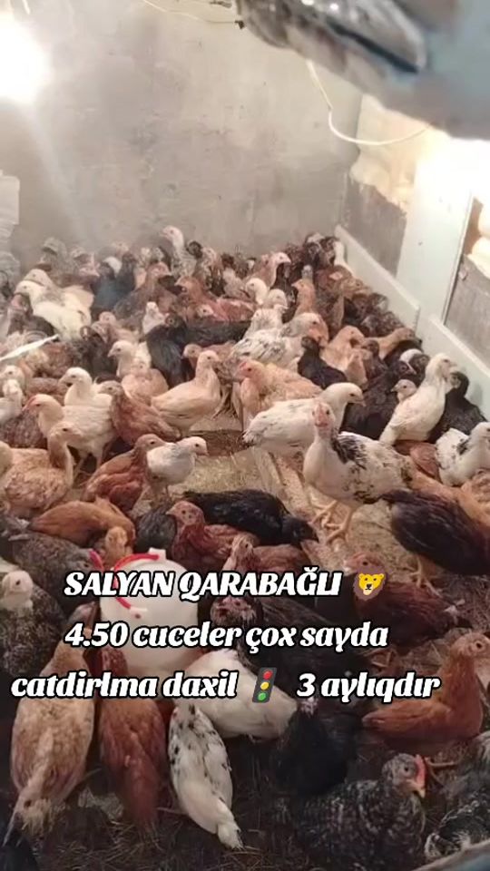 TikTok video thumbnail by ikincel_salyan_seva