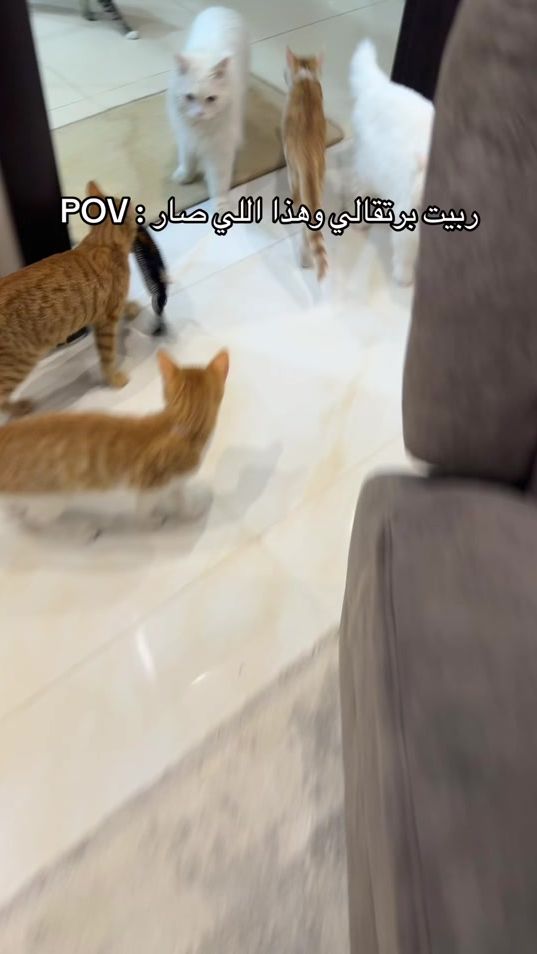 TikTok video thumbnail by the.cats.lady