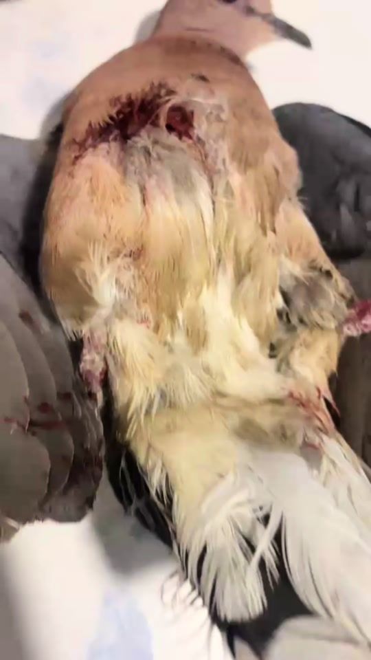 TikTok video thumbnail by _animallife_