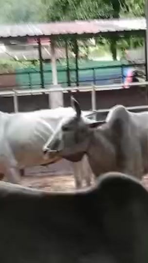 TikTok video thumbnail by bosslove482