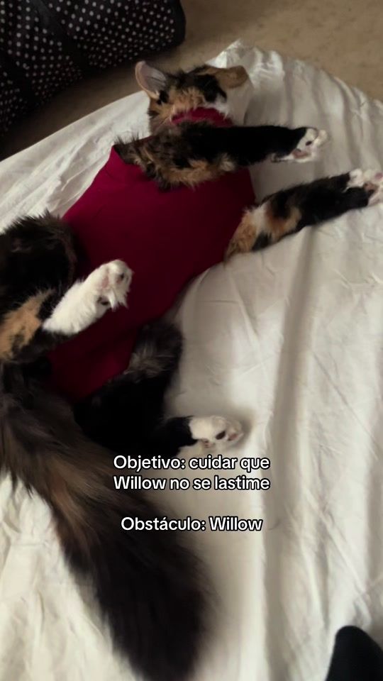 TikTok video thumbnail by karemokja