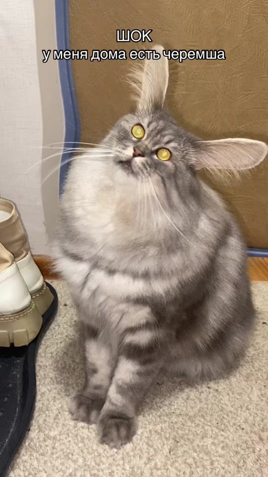 TikTok video thumbnail by ulyana__vo