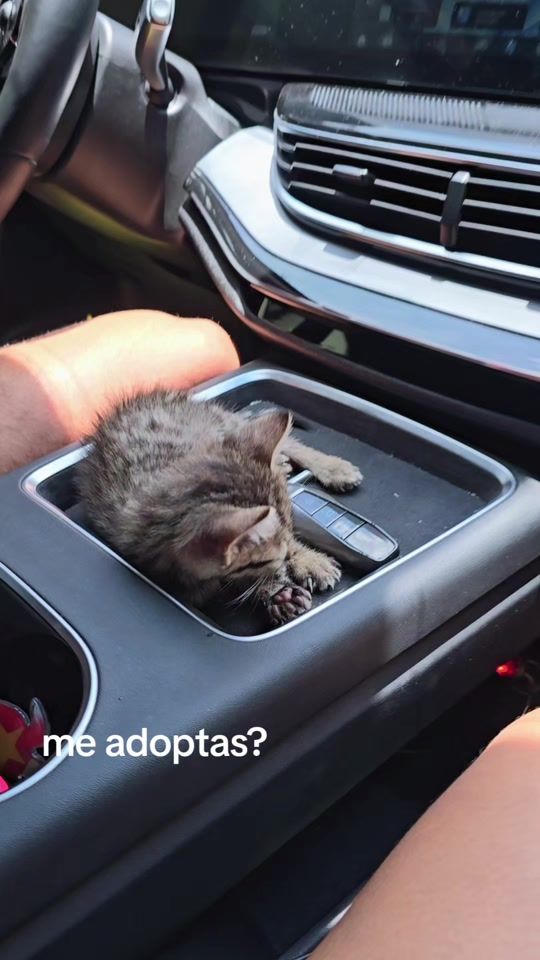TikTok video thumbnail by lauraalarcont