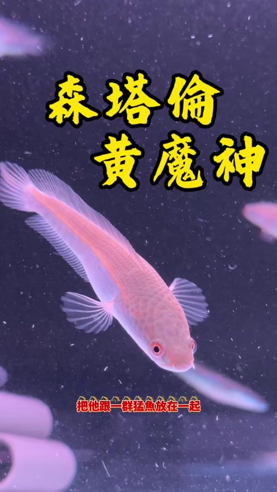 TikTok video thumbnail by water_fishmen