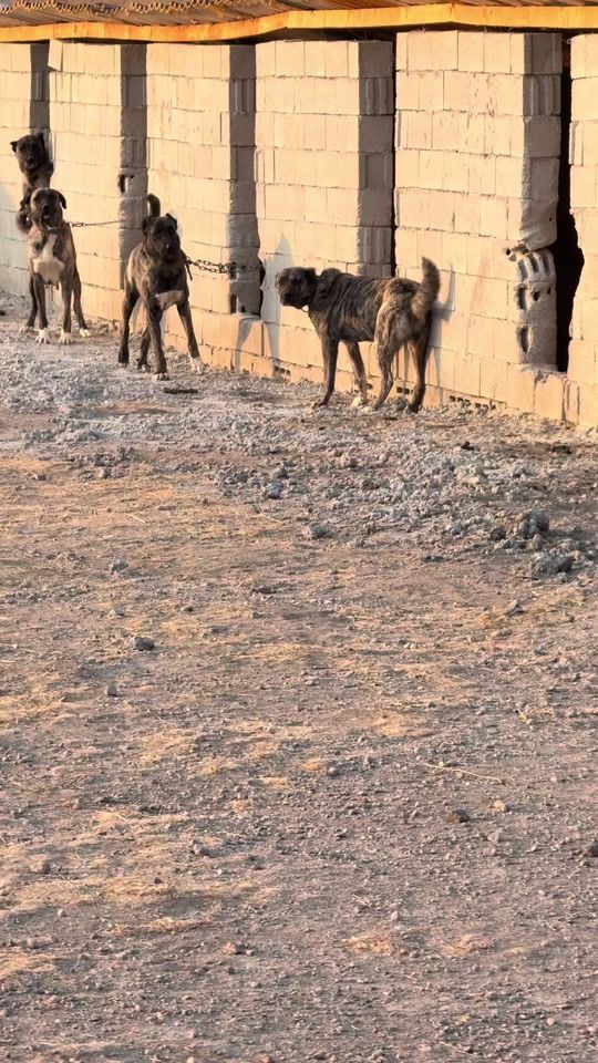 TikTok video thumbnail by capar_kangallar