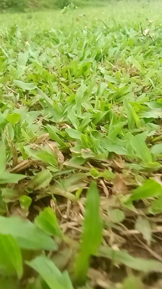 TikTok video thumbnail by subuj536