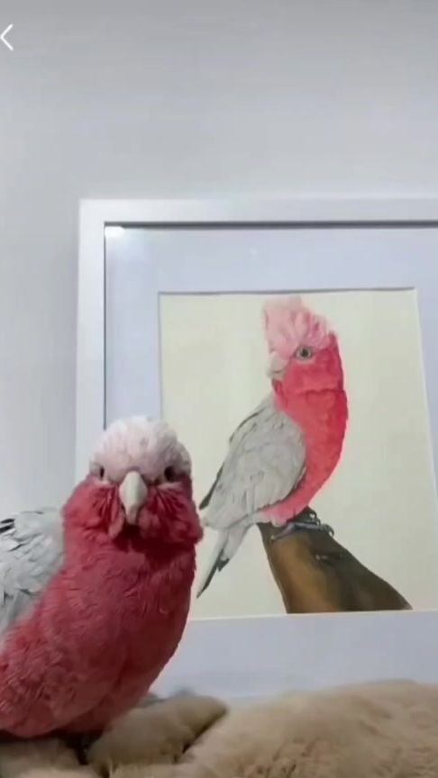 TikTok video thumbnail by yjymarket