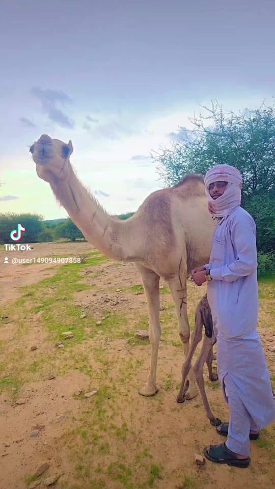 TikTok video thumbnail by user149094907858