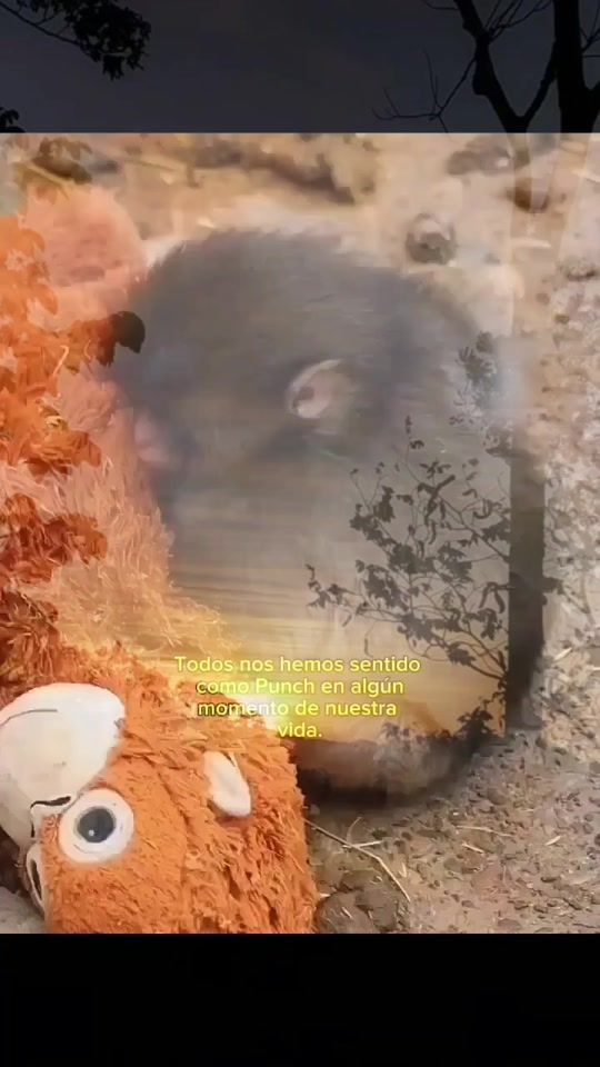 TikTok video thumbnail by laika.261