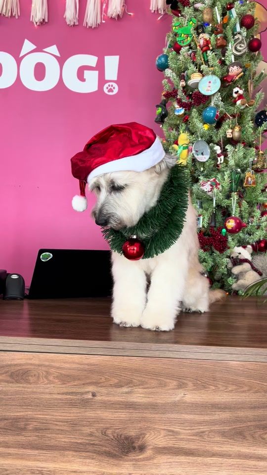 TikTok video thumbnail by ohmydogspa